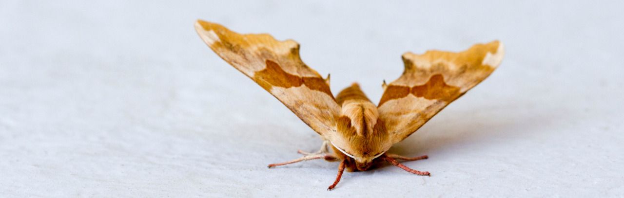 Marvellous Moths! Gardening for night time pollinators